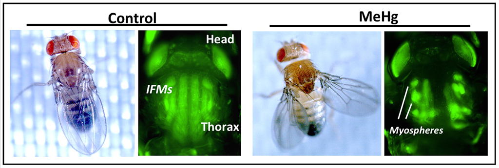 Control flies (left) and MeHg flies (right)