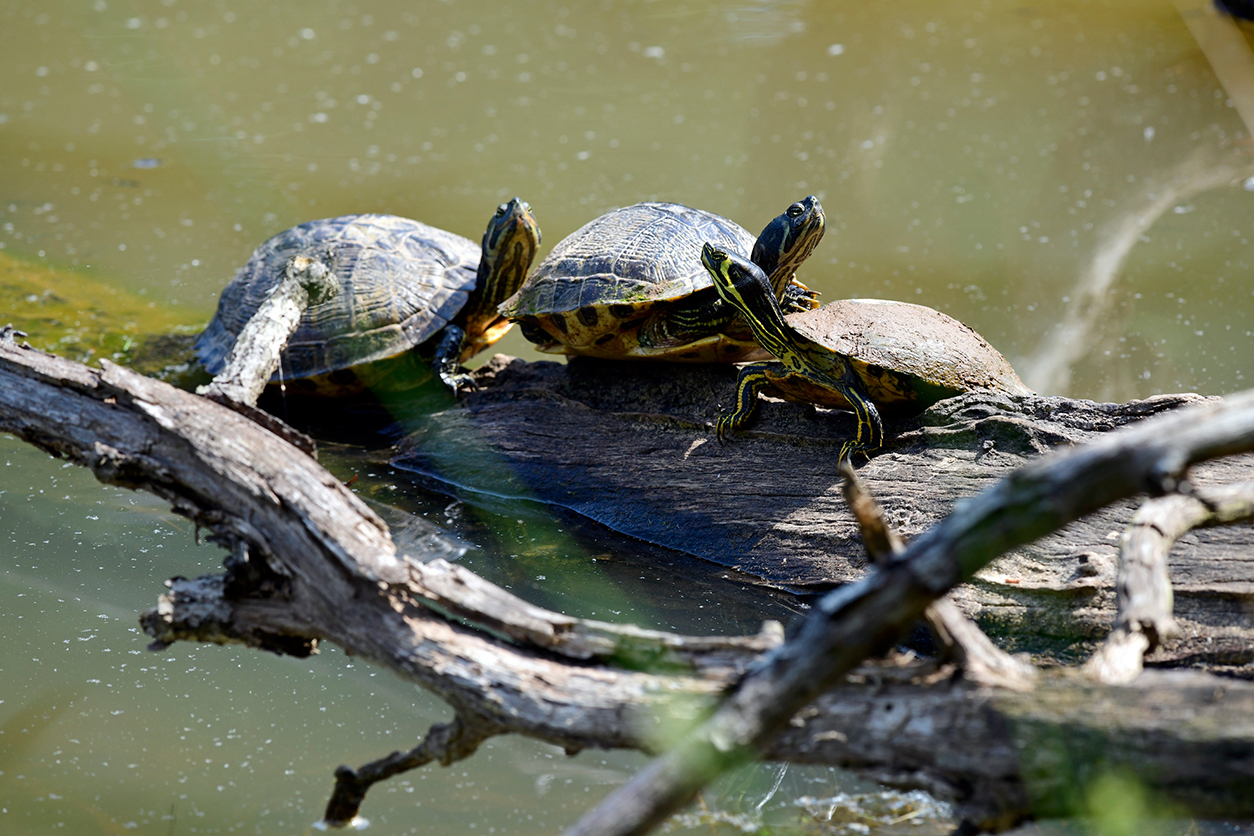 Turtles sun themselves on a tree branch in Discovery Lake