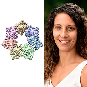 Twinkle protein structure and Amanda Riccio