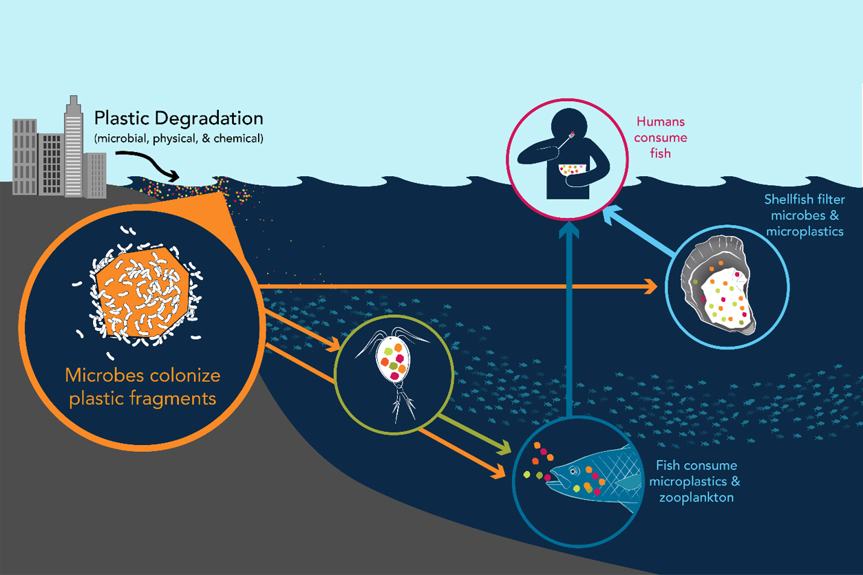 Runoff, rivers, and ground water bring plastics to the ocean, where plankton and fish eat the plastics. Humans consume the fish bringing the plastics full circle back to humans.