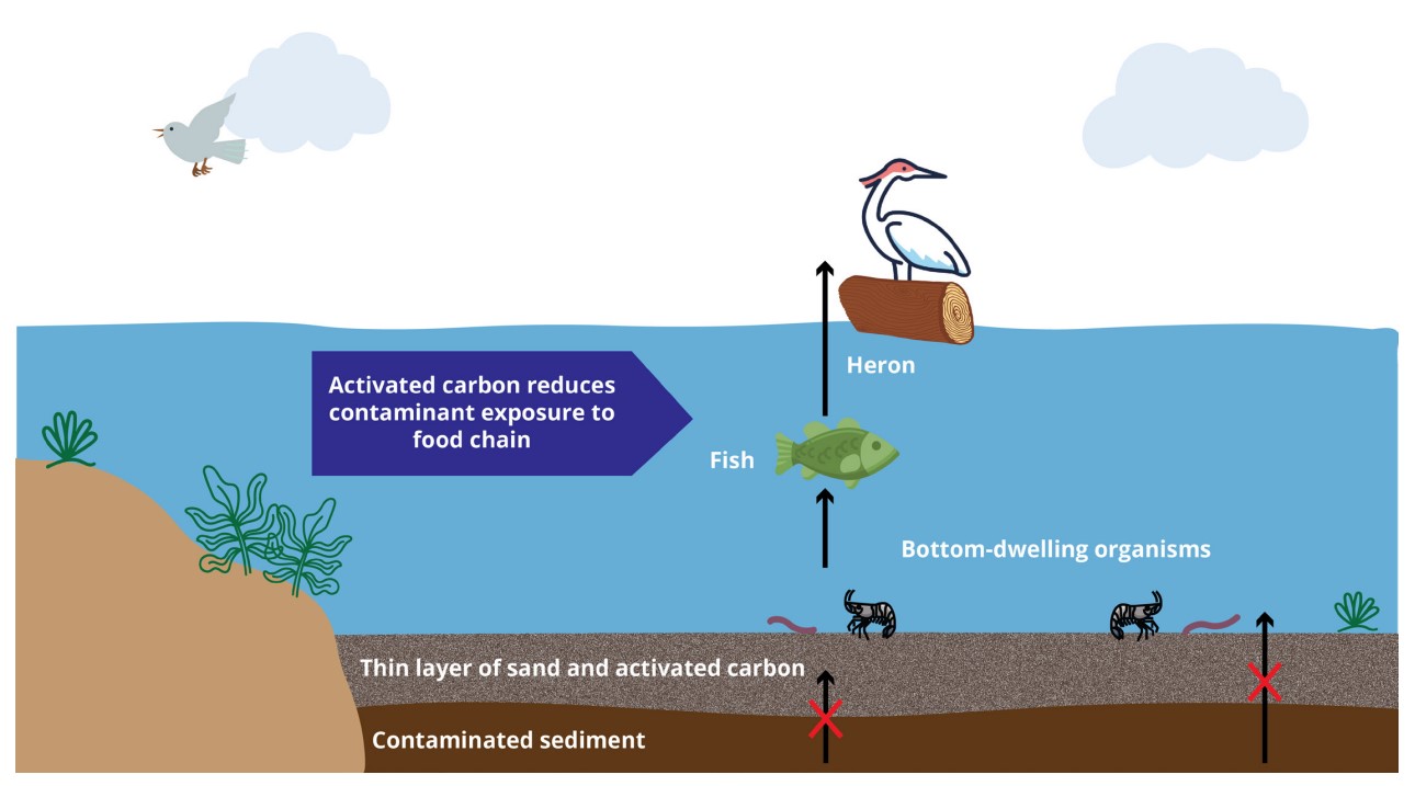 Adding carbon pellets to aquatic ecosystems can help prevent pollutants from collecting in the small organisms on the bottom of the food chain
