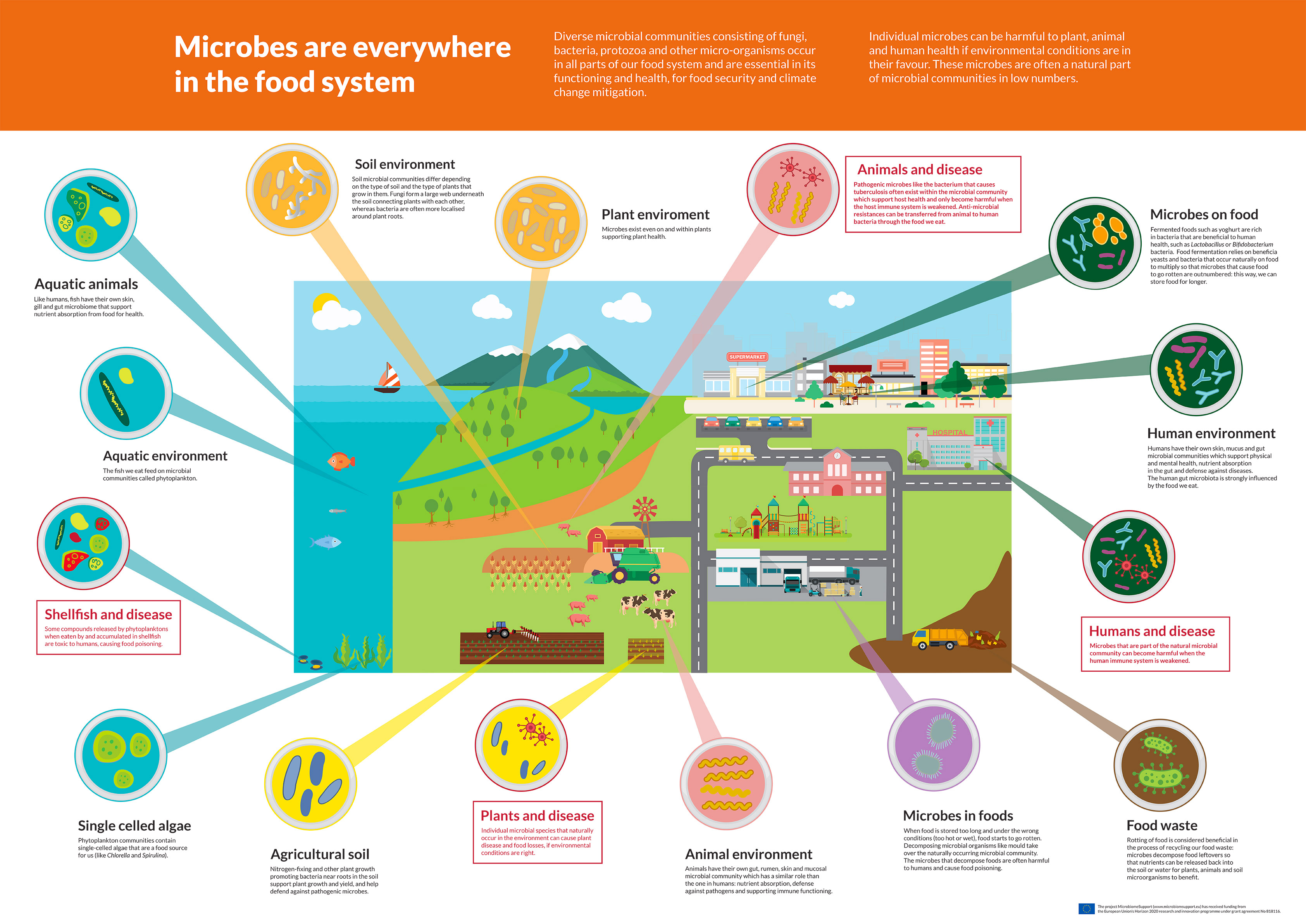 Infographic: Microbes are everywhere in the food system!