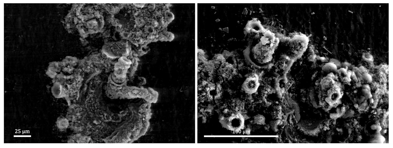 Tubular structures resembling “small vent chimneys” were observed in experimental titanium foil surfaces provided to deep-sea vent bacterium T. ammonificans while growing in the presence of chrysotile asbestos for seven days