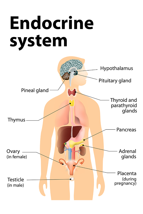 Illustration of human body with organs labeled