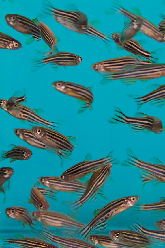 A school of adult zebrafish. (Image courtesy of Robyn Tanguay)
