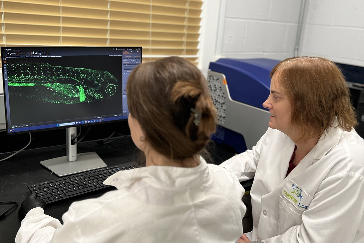 Robyn Tanguay, Ph.D., is shown here helping a colleague analyze a microscopic image of a zebrafish.