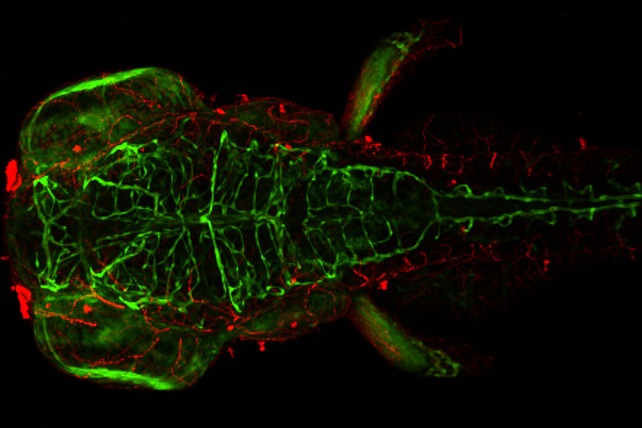This microscopic image of a larval zebrafish highlights one of the benefits of using this organism as a model system: its transparency in early development. (Image courtesy of Robyn Tanguay)
