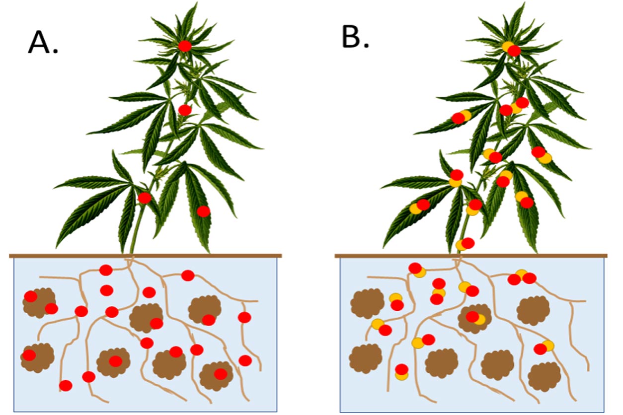 This graphic illustrates increased uptake of PFAS by the hemp plant when the soil is treated with nanoparticles (B). The plant absorbs less PFAS when nanoparticles are not present (A).