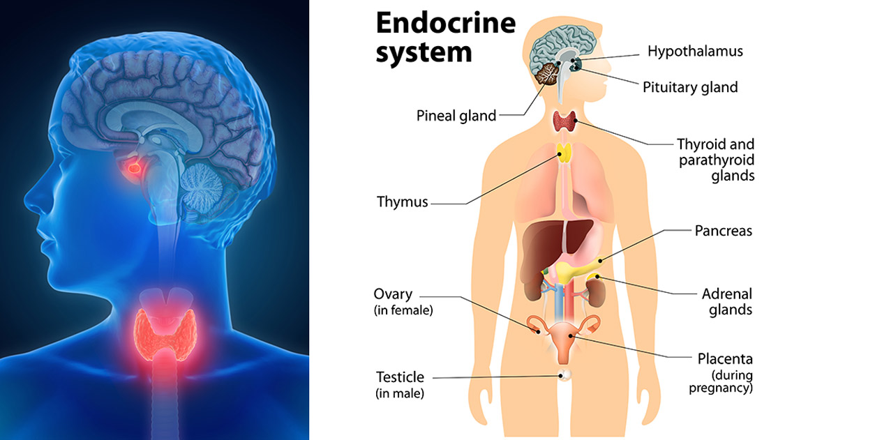 Illustration of a person with head turned to left, throat and center of brain highlighted red. Left photo is illustration highlighting the endocrine system