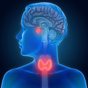 Illustration of a person with head turned to left, throat and center of brain highlighted red