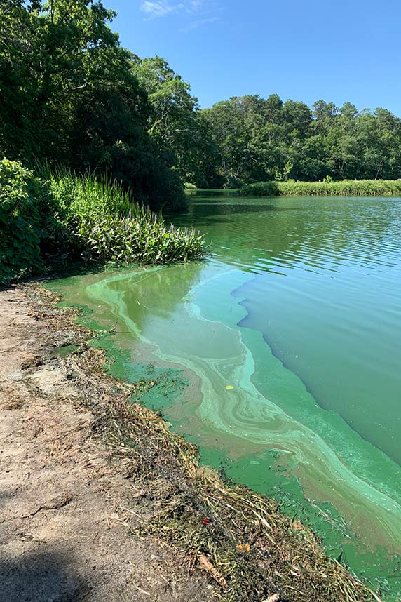 Harmful algal blooms look like floating green paint and result from nutrient imbalances and warmer water temperatures. (Photo courtesy of Mindy Richlen / WHCOHH)