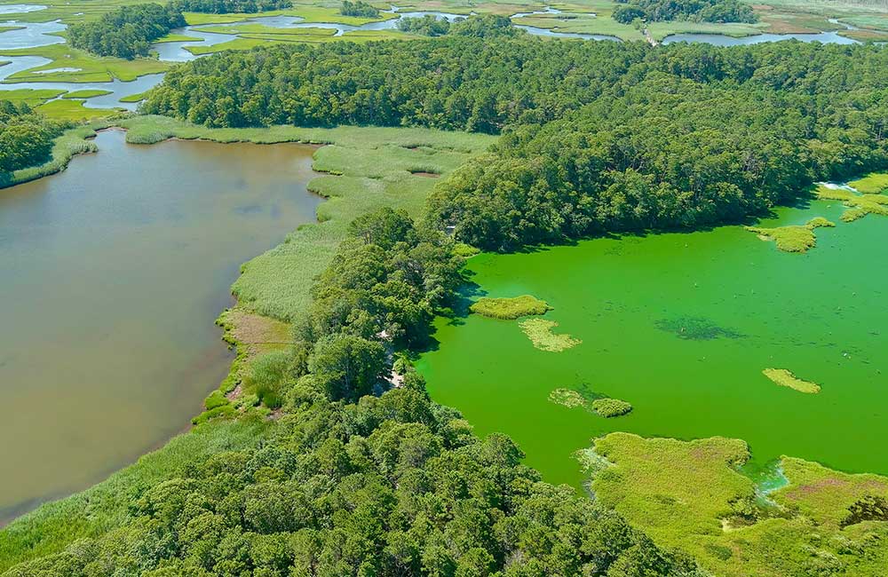 Aerial photo of a cyanobacteria bloom in West Reservoir, right, in Harwich, Massachusetts, compared to an adjacent water body with no bloom.