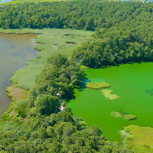 Aerial photo of a cyanobacteria bloom in West Reservoir, right, in Harwich, Massachusetts, compared to an adjacent water body with no bloom.