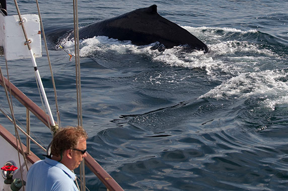 John Wise and a humpback whale