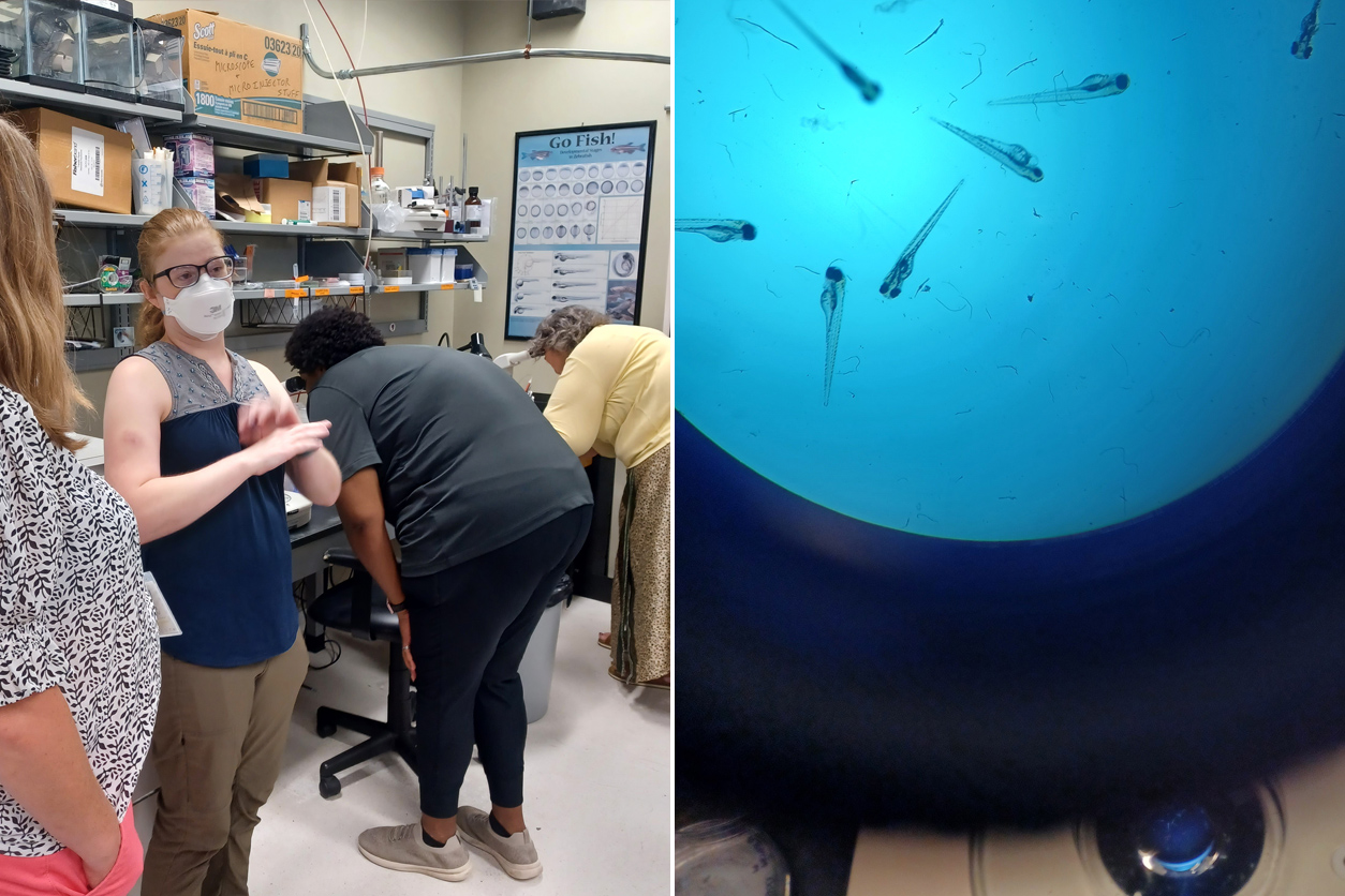 Teacher in NC State lab (left) and zebrafish under microscope (right)