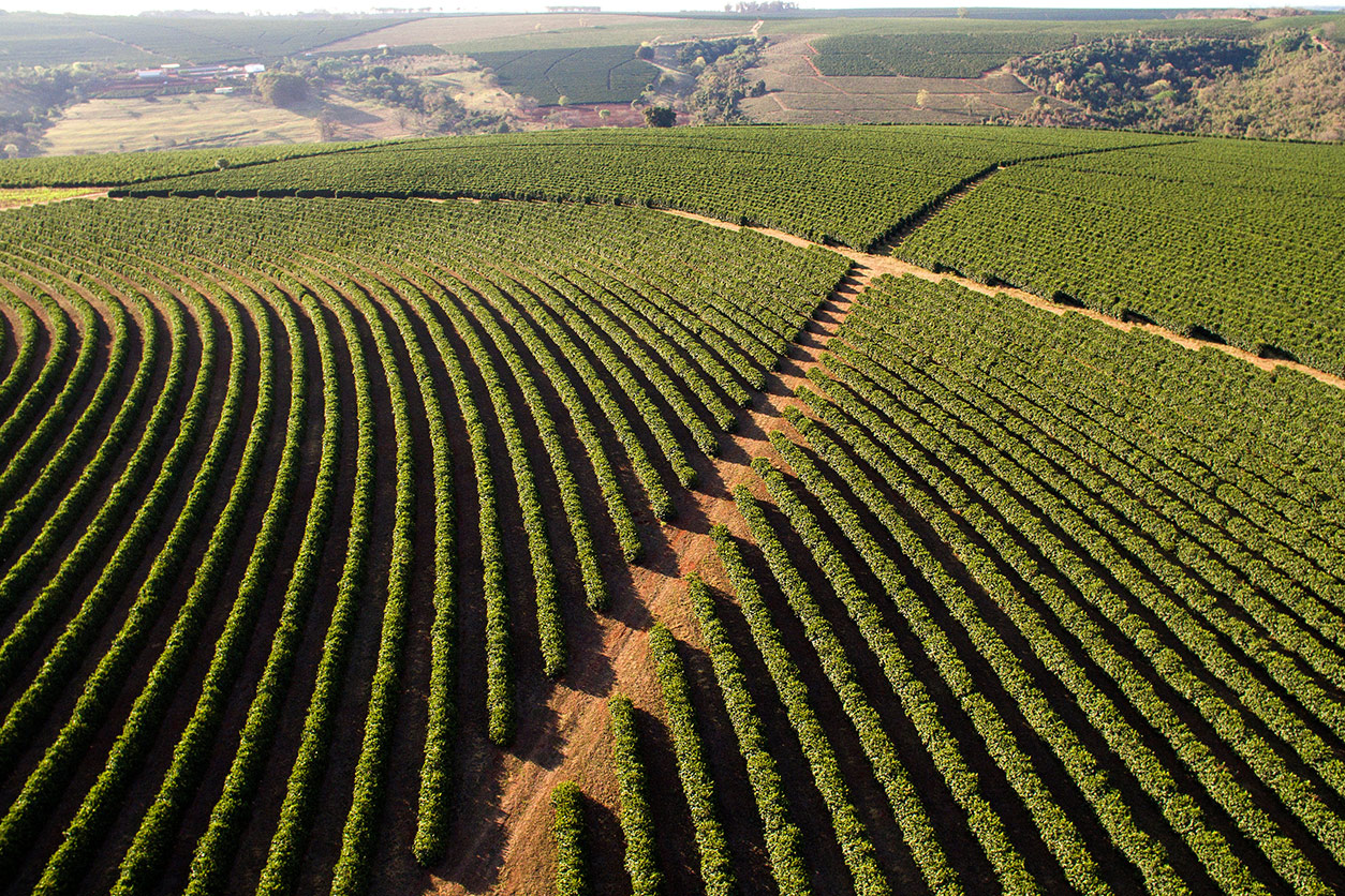 Plantations in Minas Gerais state, Brazil, rely heavily on fungicides to protect coffee trees. (Photo courtesy of Adobe Stock)