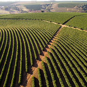 Plantations in Minas Gerais state, Brazil, rely heavily on fungicides to protect coffee trees. (Photo courtesy of Adobe Stock)