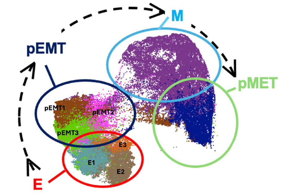 Single-Cell Data Integration Tool. The EMT process includes dynamic transitions among three epithelial states (E1, E2, E3), three partial states (pEMT1-3), one mesenchymal state (M), and a partial MET state (pMET). Using CyTOF single-cell data, GIBOOST improves visualization and interpretation by accurately aligning cell types or states to match the experimental progression from E to pEMT, then M, and finally pMET