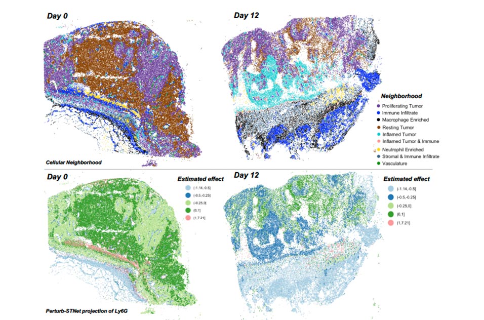 Spatiotemporal mapping of the Ly6G protein at single-cell resolution within a melanoma microenvironment following perturbation by PMEL CD8+ T cells activated ex vivo