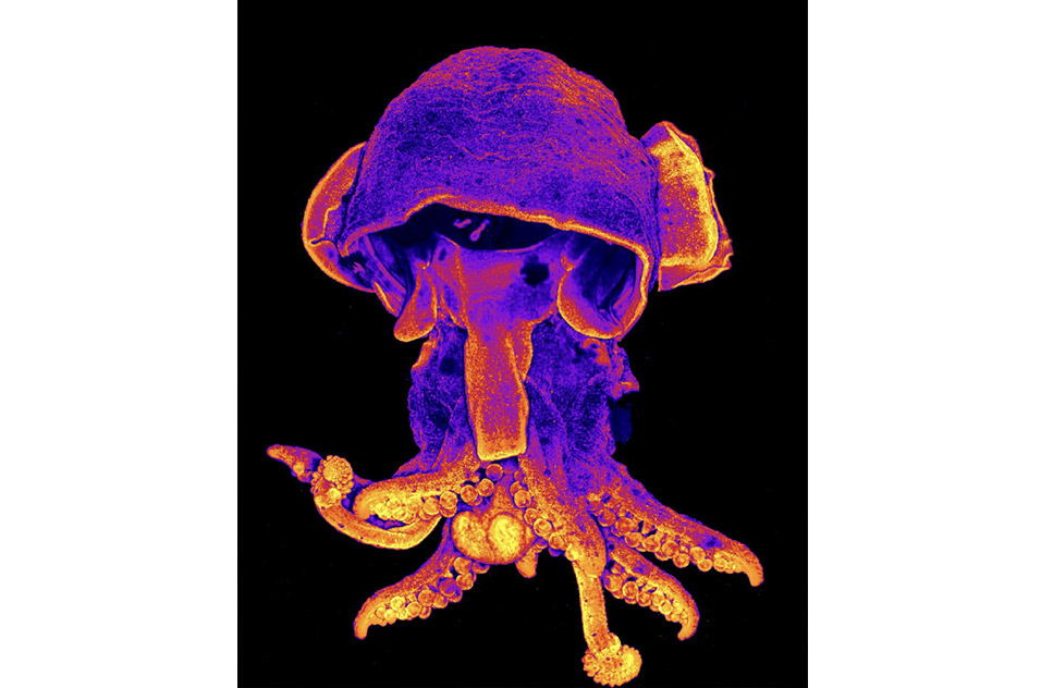 3D projection of a bobtail squid embryo, stained for DAPI, acetylated tubulin, phalloidin, and serotonin. Visualized as an intensity gradient