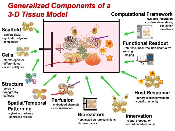 figure, Generalized Components of a 3-D Tissue Model 