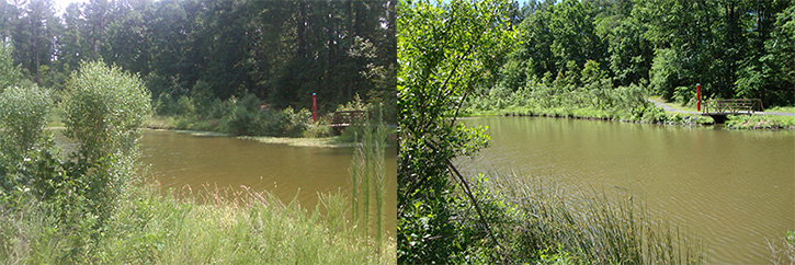 Discovery Lake, left, shows before the intoduction of triploid grass carp and, on the right, shows after