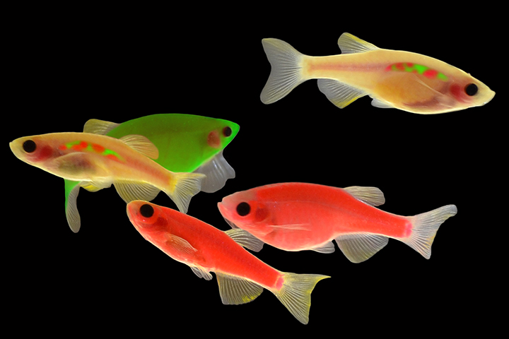 Multicolored fish